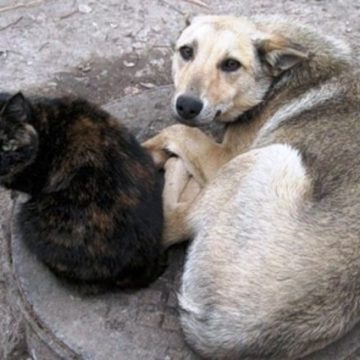 В Херсоне передумали уничтожать из-за опасной болезни бездомных животных