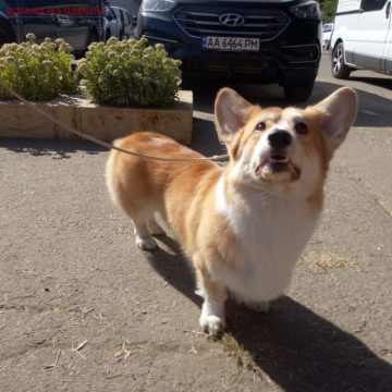 Одесситы увидели редкие в Украине породы собак