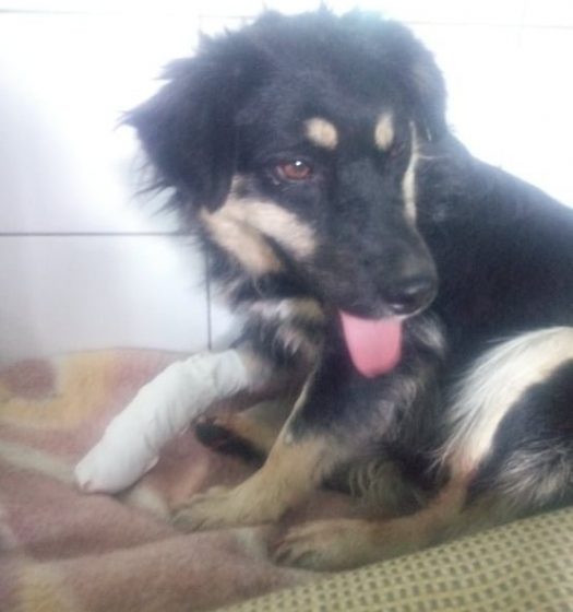 В Одессе собаку, на которую напали бродячие псы, спасают неравнодушные жители